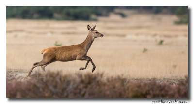 Edelhert - Red Deer 20150921