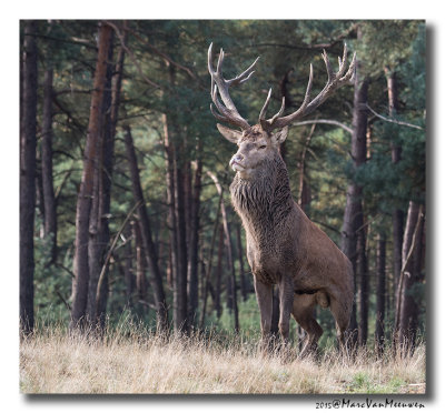 Edelhert - Red Deer 20150921