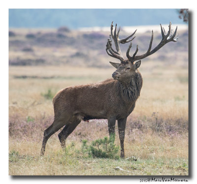 Edelhert - Red Deer 20150921