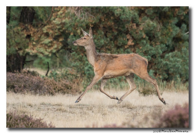 Edelhert - Red Deer 20150921