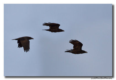 Raaf - Raven 20150928