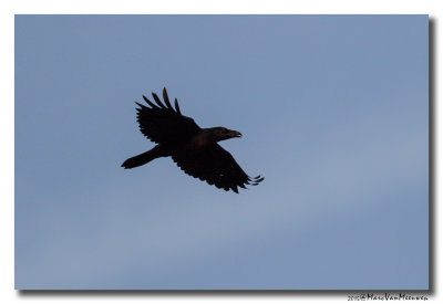 Raaf - Raven 20150928