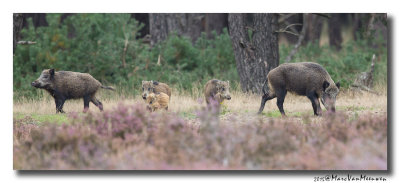 Everzwijn20150921