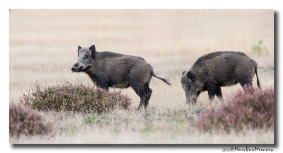 Everzwijn20150921