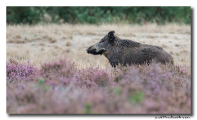 Everzwijn20150921