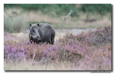 Everzwijn20150921