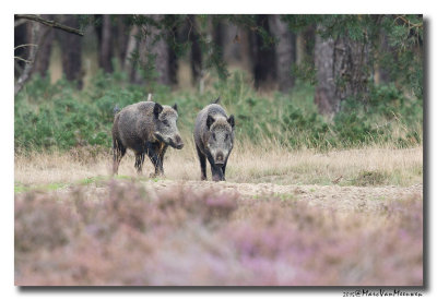 Everzwijn20150921