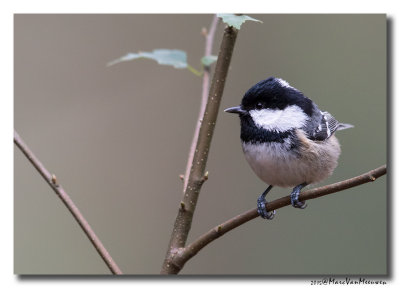 Zwarte Mees - Coal Tit 20150928