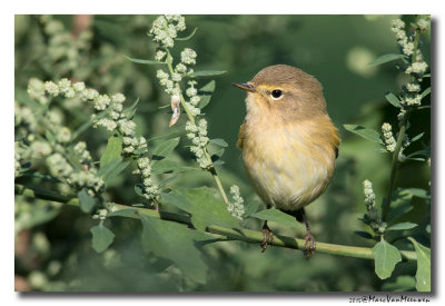 Tjiftjaf - Common Chiffchaff 20150910