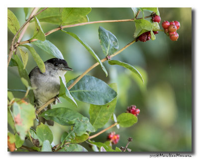 Zwartkop - Blackcap 20150820