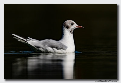 Kokmeeuw - Black-headed Gull 20150805