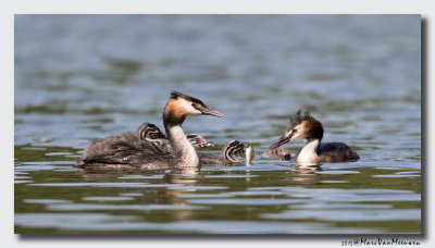 Fuut - Great Crested Grebe 20150805