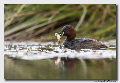 Dodaars - Little Grebe 20150902
