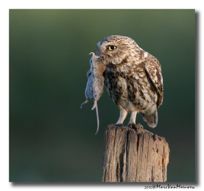 Steenuil - Little Owl 20150706