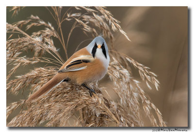 Baardman - Bearded Reedling 20151103
