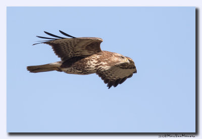 Buizerd - Buzzard 20151210