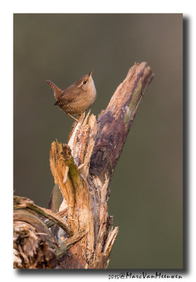 Winterkoning - Eurasian Wren 20151220