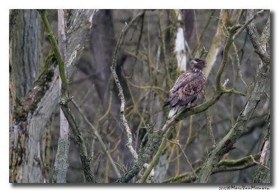 Zeearend - White-tailed Eagle 20151106