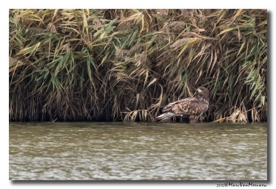 Zeearend - White-tailed Eagle 20151106