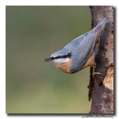Boomklever - Nuthatch 20151220