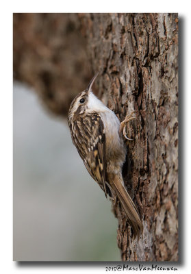 Boomkruiper - Short-toed Treecreeper 20151220