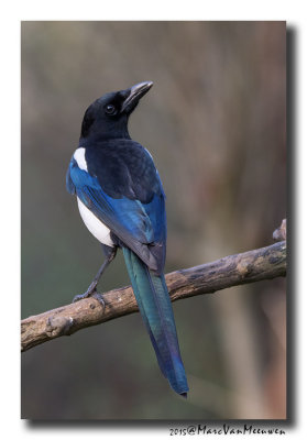 Ekster - Magpie 20151220