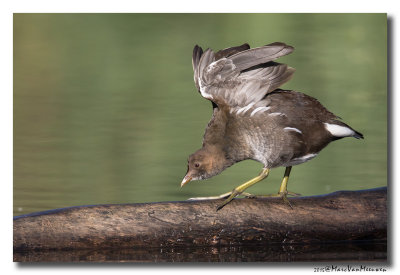Waterhoen - Moorhen 2015
