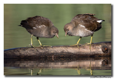 Waterhoen - Moorhen 2015