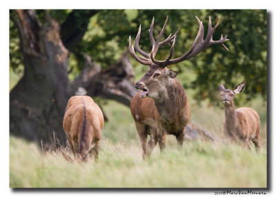 Edelhert - Red Deer 20110920