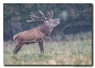 Edelhert - Red Deer 20110920