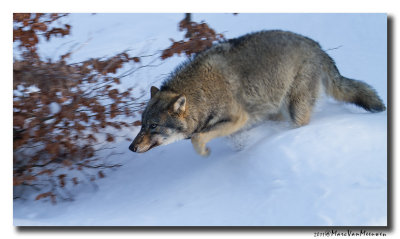 Grijze Wolf