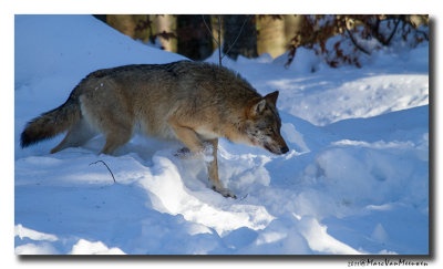 Grijze Wolf20110129
