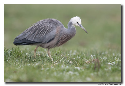 Witwangreiger - White-faced Heron 20160120