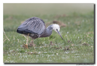 Witwangreiger - White-faced Heron 20160120