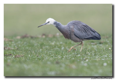 Witwangreiger - White-faced Heron 20160120