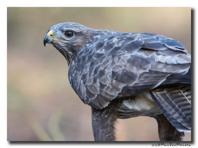 Buizerd - Buzzard 20160110