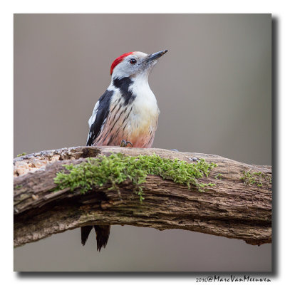 Middelste Bonte Specht - Middle Spotted Woodpecker 20160226