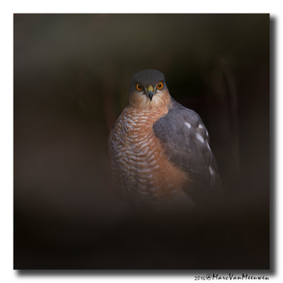 Sperwer - Sparrowhawk 20160218