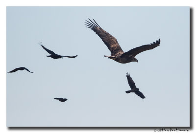 Zeearend - White-tailed Eagle 20160216