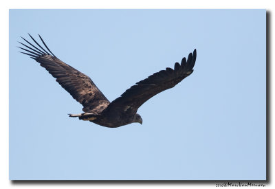 Zeearend - White-tailed Eagle 20160216