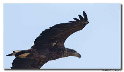 Zeearend - White-tailed Eagle  