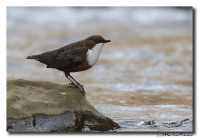 Waterspreeuw - White-throated Dipper 20160314
