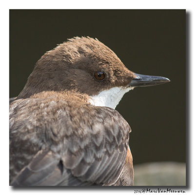 Waterspreeuw - White-throated Dipper 20160421