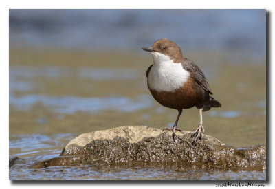 Waterspreeuw - White-throated Dipper 20160421
