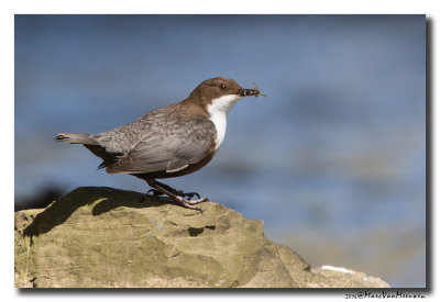Waterspreeuw - White-throated Dipper 20160421