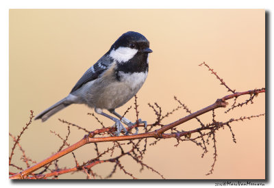 Zwarte Mees - Coal Tit 20160225