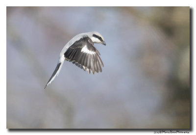 Klapekster - Great Grey Shrike 20160310