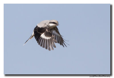 Klapekster - Great Grey Shrike 20160310