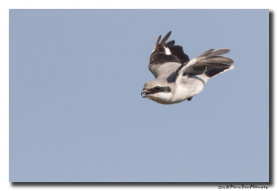 Klapekster - Great Grey Shrike 20160310