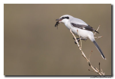 Klapekster - Great Grey Shrike 20160310